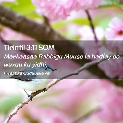 Picture 02 - Tirintii 3:11 SOM - Markaasaa Rabbigu Muuse la hadlay oo wuxuu ku - Bible Verse Picture