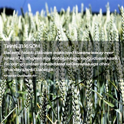Picture 02 - Tirintii 31:16 SOM - Bal eeg, taladii Balcaam aawadeed kuwanu waxay - Bible Verse Picture