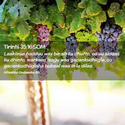 Picture 02 - Tirintii 35:16 SOM - Laakiinse hadduu wax bir ah ku dhufto, oo uu - Bible Verse Picture