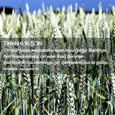 Picture 02 - Tirintii 6:16 SOM - Oo markaas wadaadku waa inuu iyaga Rabbiga - Bible Verse Picture