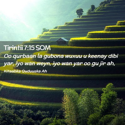 Picture 02 - Tirintii 7:15 SOM - Oo qurbaan la gubona wuxuu u keenay dibi yar, iyo - Bible Verse Picture