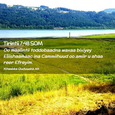 Picture 02 - Tirintii 7:48 SOM - Oo maalintii toddobaadna waxaa bixiyey - Bible Verse Picture