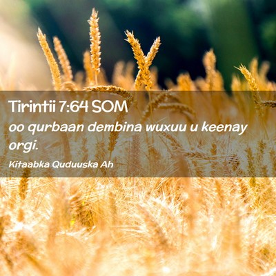 Picture 02 - Tirintii 7:64 SOM - oo qurbaan dembina wuxuu u keenay - Bible Verse Picture