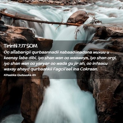 Picture 02 - Tirintii 7:77 SOM - Oo allabarigii qurbaannadii nabaadiinadana wuxuu - Bible Verse Picture