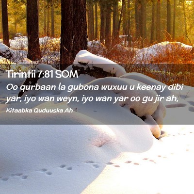 Picture 02 - Tirintii 7:81 SOM - Oo qurbaan la gubona wuxuu u keenay dibi yar, iyo - Bible Verse Picture