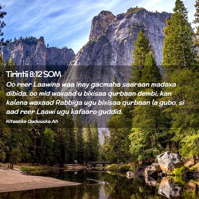 Picture 02 - Tirintii 8:12 SOM - Oo reer Laawina waa inay gacmaha saaraan madaxa - Bible Verse Picture
