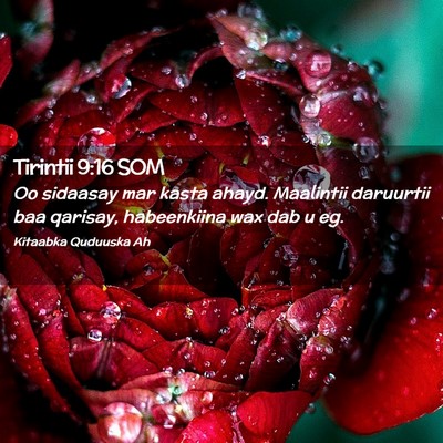 Picture 02 - Tirintii 9:16 SOM - Oo sidaasay mar kasta ahayd. Maalintii daruurtii - Bible Verse Picture