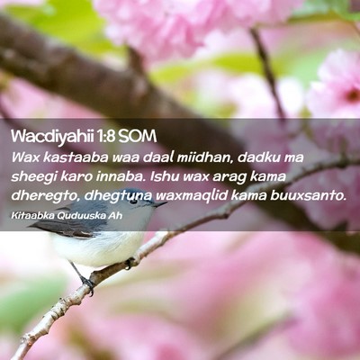 Picture 02 - Wacdiyahii 1:8 SOM - Wax kastaaba waa daal miidhan, dadku ma sheegi - Bible Verse Picture