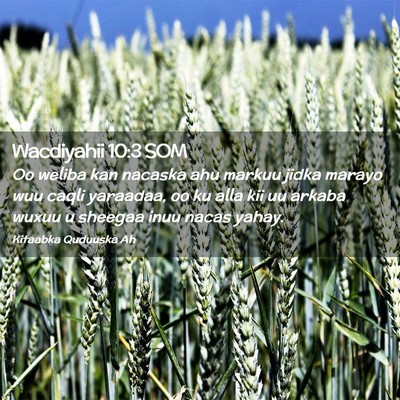 Picture 02 - Wacdiyahii 10:3 SOM - Oo weliba kan nacaska ahu markuu jidka marayo wuu - Bible Verse Picture