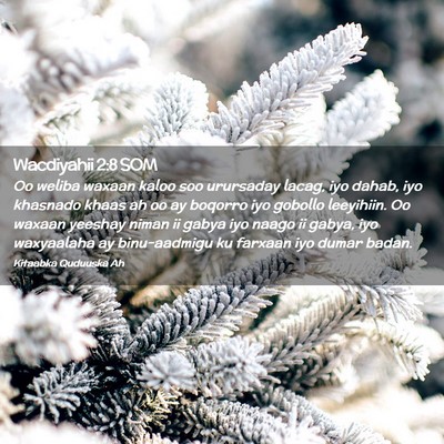 Picture 02 - Wacdiyahii 2:8 SOM - Oo weliba waxaan kaloo soo urursaday lacag, iyo - Bible Verse Picture