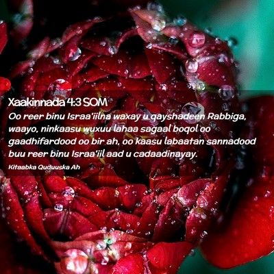 Picture 02 - Xaakinnada 4:3 SOM - Oo reer binu Israa'iilna waxay u qayshadeen - Bible Verse Picture