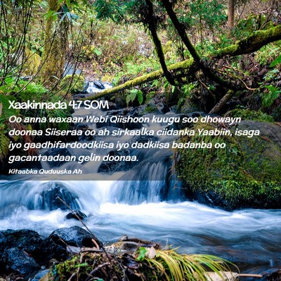 Picture 02 - Xaakinnada 4:7 SOM - Oo anna waxaan Webi Qiishoon kuugu soo dhowayn - Bible Verse Picture