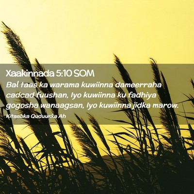 Picture 02 - Xaakinnada 5:10 SOM - Bal taas ka warama kuwiinna dameerraha cadcad - Bible Verse Picture