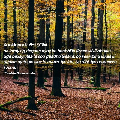 Picture 02 - Xaakinnada 6:4 SOM - oo intay ag degaan ayay ka baabbi'in jireen wixii - Bible Verse Picture