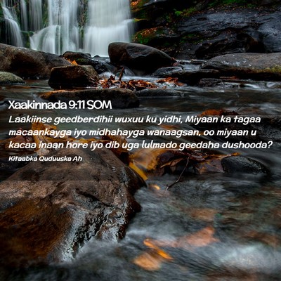 Picture 02 - Xaakinnada 9:11 SOM - Laakiinse geedberdihii wuxuu ku yidhi, Miyaan ka - Bible Verse Picture