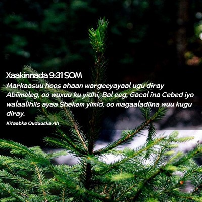 Picture 02 - Xaakinnada 9:31 SOM - Markaasuu hoos ahaan wargeeyayaal ugu diray - Bible Verse Picture