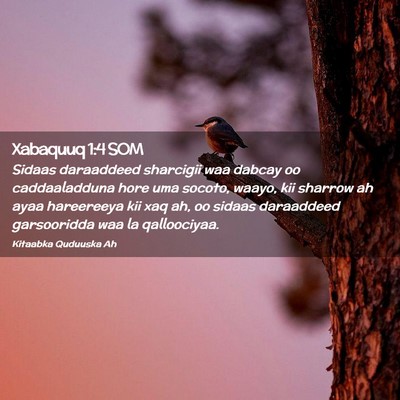 Picture 02 - Xabaquuq 1:4 SOM - Sidaas daraaddeed sharcigii waa dabcay oo - Bible Verse Picture