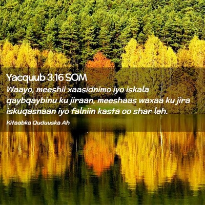 Picture 02 - Yacquub 3:16 SOM - Waayo, meeshii xaasidnimo iyo iskala qaybqaybinu - Bible Verse Picture