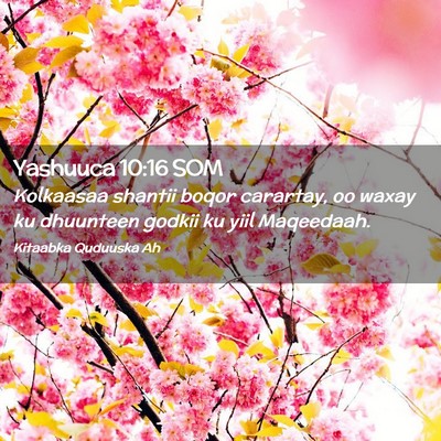 Picture 02 - Yashuuca 10:16 SOM - Kolkaasaa shantii boqor carartay, oo waxay ku - Bible Verse Picture