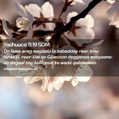 Picture 02 - Yashuuca 11:19 SOM - Oo lama arag magaalo la nabadday reer binu - Bible Verse Picture