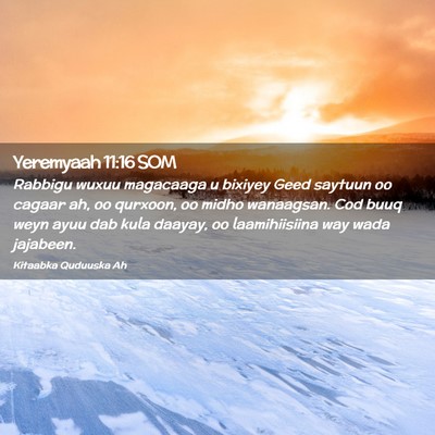 Picture 02 - Yeremyaah 11:16 SOM - Rabbigu wuxuu magacaaga u bixiyey Geed saytuun oo - Bible Verse Picture