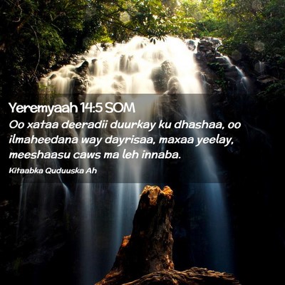 Picture 02 - Yeremyaah 14:5 SOM - Oo xataa deeradii duurkay ku dhashaa, oo - Bible Verse Picture