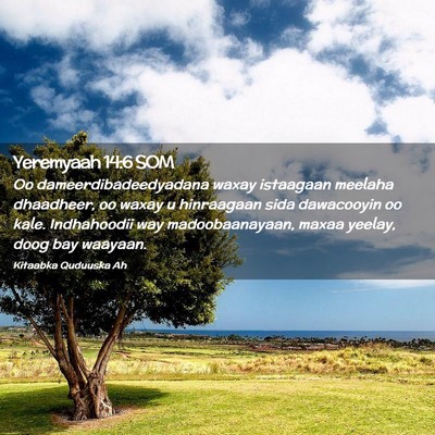 Picture 02 - Yeremyaah 14:6 SOM - Oo dameerdibadeedyadana waxay istaagaan meelaha - Bible Verse Picture