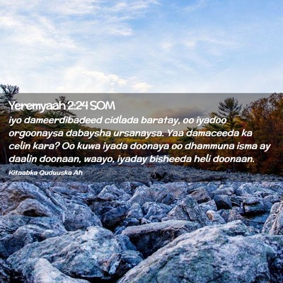 Picture 02 - Yeremyaah 2:24 SOM - iyo dameerdibadeed cidlada baratay, oo iyadoo - Bible Verse Picture