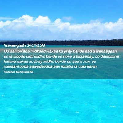 Picture 02 - Yeremyaah 24:2 SOM - Oo dambiilaha midkood waxaa ku jiray berde aad u - Bible Verse Picture
