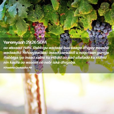 Picture 02 - Yeremyaah 29:26 SOM - oo waxaad tidhi, Rabbigu wadaad buu kaaga dhigay - Bible Verse Picture