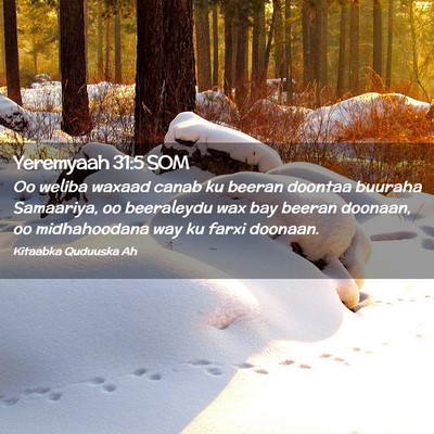 Picture 02 - Yeremyaah 31:5 SOM - Oo weliba waxaad canab ku beeran doontaa buuraha - Bible Verse Picture