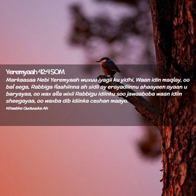 Picture 02 - Yeremyaah 42:4 SOM - Markaasaa Nebi Yeremyaah wuxuu iyagii ku yidhi, - Bible Verse Picture