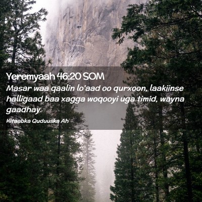 Picture 02 - Yeremyaah 46:20 SOM - Masar waa qaalin lo'aad oo qurxoon, laakiinse - Bible Verse Picture