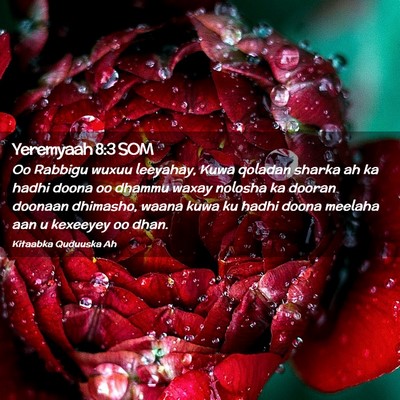 Picture 02 - Yeremyaah 8:3 SOM - Oo Rabbigu wuxuu leeyahay, Kuwa qoladan sharka ah - Bible Verse Picture
