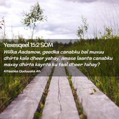 Picture 02 - Yexesqeel 15:2 SOM - Wiilka Aadamow, geedka canabku bal muxuu dhirta - Bible Verse Picture