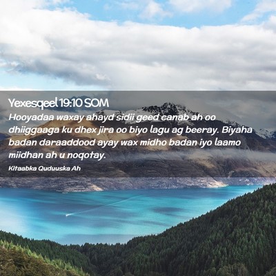 Picture 02 - Yexesqeel 19:10 SOM - Hooyadaa waxay ahayd sidii geed canab ah oo - Bible Verse Picture