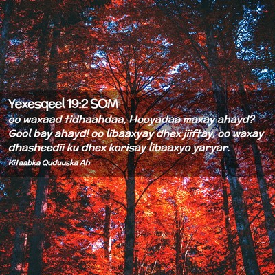 Picture 02 - Yexesqeel 19:2 SOM - oo waxaad tidhaahdaa, Hooyadaa maxay ahayd? Gool - Bible Verse Picture