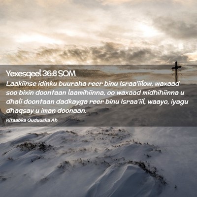 Picture 02 - Yexesqeel 36:8 SOM - Laakiinse idinku buuraha reer binu Israa'iilow, - Bible Verse Picture