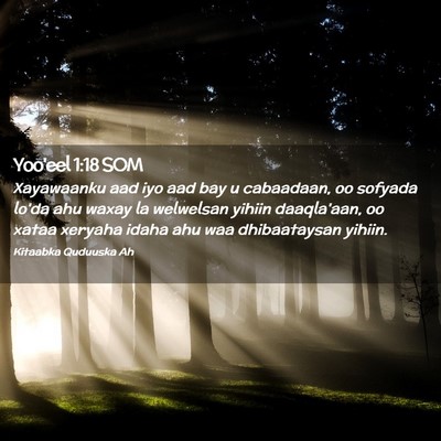 Picture 02 - Yoo'eel 1:18 SOM - Xayawaanku aad iyo aad bay u cabaadaan, oo - Bible Verse Picture