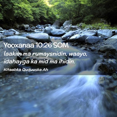 Picture 02 - Yooxanaa 10:26 SOM - laakiin ma rumaysnidin, waayo, idahayga ka mid ma - Bible Verse Picture