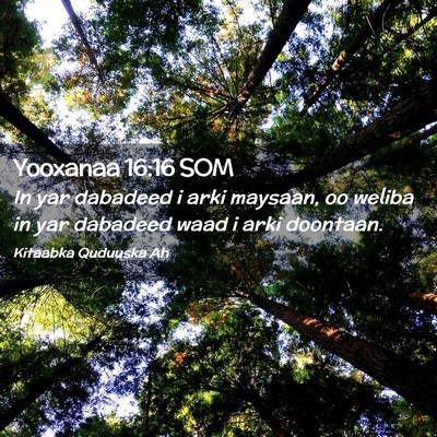 Picture 02 - Yooxanaa 16:16 SOM - In yar dabadeed i arki maysaan, oo weliba in yar - Bible Verse Picture