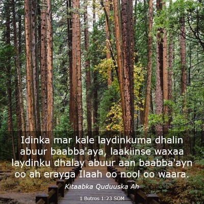 Picture 03 - 1 Butros 1:23 SOM - Idinka mar kale laydinkuma dhalin abuur - Bible Verse Picture