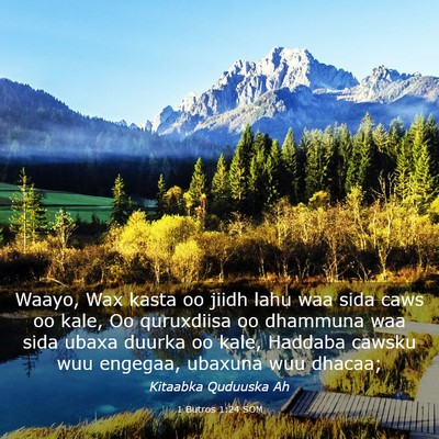 Picture 03 - 1 Butros 1:24 SOM - Waayo, Wax kasta oo jiidh lahu waa sida caws oo - Bible Verse Picture