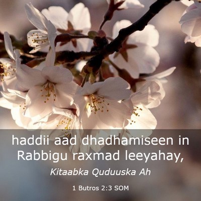 Picture 03 - 1 Butros 2:3 SOM - haddii aad dhadhamiseen in Rabbigu raxmad - Bible Verse Picture