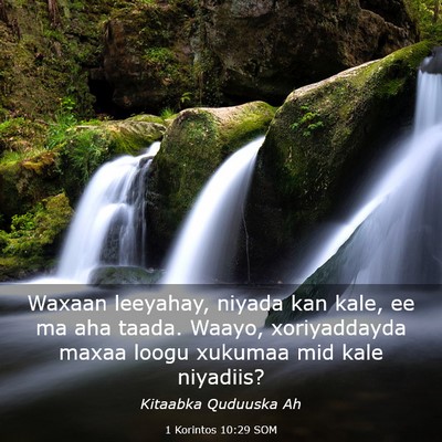 Picture 03 - 1 Korintos 10:29 SOM - Waxaan leeyahay, niyada kan kale, ee ma aha - Bible Verse Picture