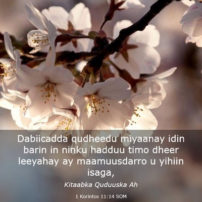 Picture 03 - 1 Korintos 11:14 SOM - Dabiicadda qudheedu miyaanay idin barin in ninku - Bible Verse Picture