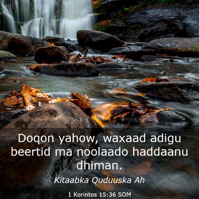 Picture 03 - 1 Korintos 15:36 SOM - Doqon yahow, waxaad adigu beertid ma noolaado - Bible Verse Picture