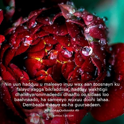 Picture 03 - 1 Korintos 7:36 SOM - Nin uun hadduu u maleeyo inuu wax aan toosnayn ku - Bible Verse Picture