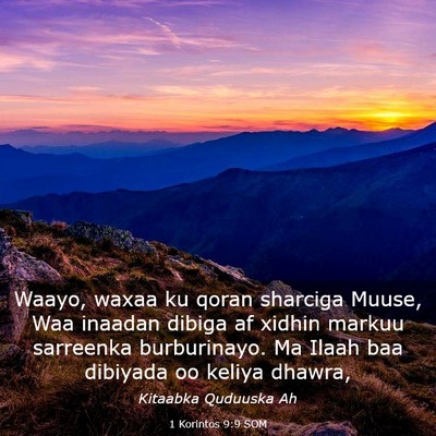 Picture 03 - 1 Korintos 9:9 SOM - Waayo, waxaa ku qoran sharciga Muuse, Waa inaadan - Bible Verse Picture
