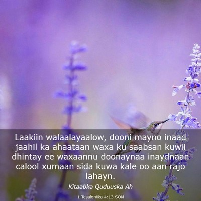 Picture 03 - 1 Tesaloniika 4:13 SOM - Laakiin walaalayaalow, dooni mayno inaad jaahil - Bible Verse Picture